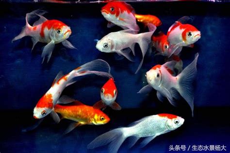 魚打架|觀賞魚打架怎麼辦？（觀賞魚世界）、